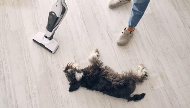 From above of miniature schnauzer dog lying on laminate floor near crop anonymous female owner in slippers and jeans cleaning apartment with upright vacuum cleaner