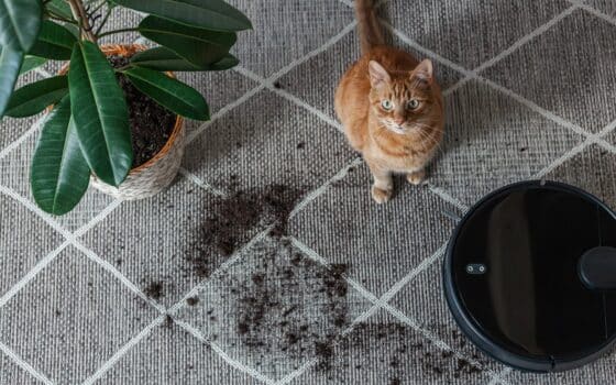 Robot vacuum cleaner cleaning ، carpet and cat at ،me next to plant