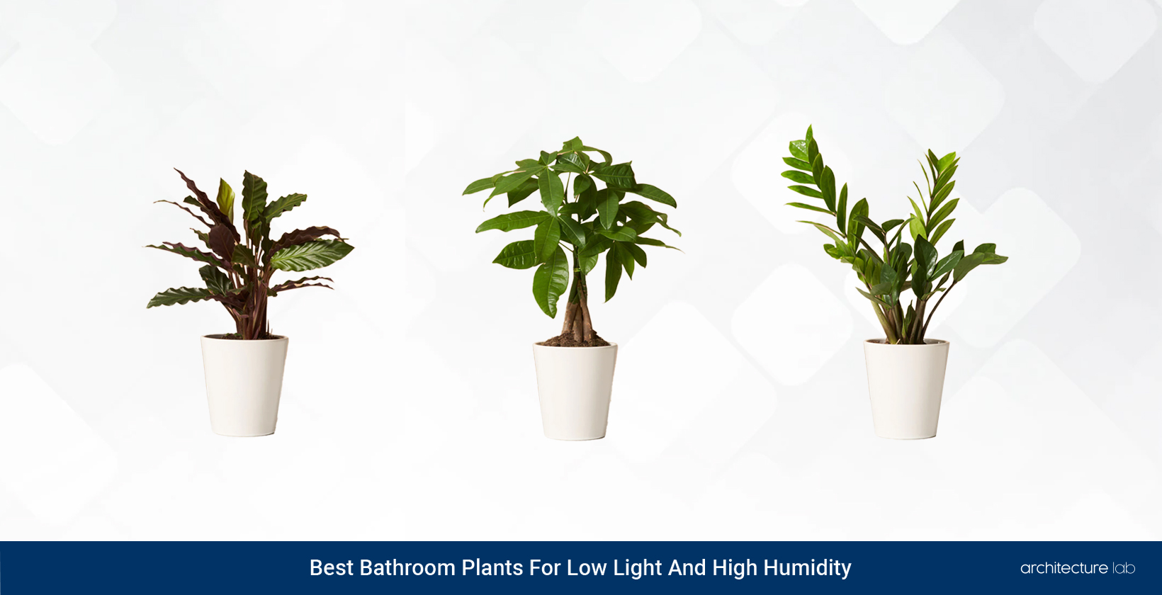 33 Best Bathroom Plants For Low Light And High Humidity