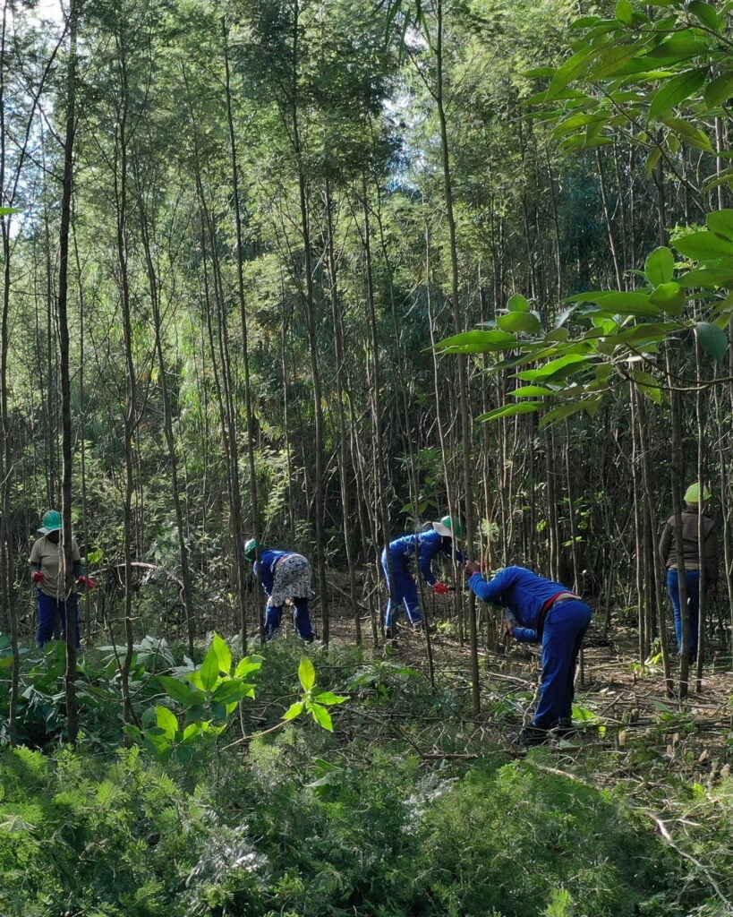 Removing invasive wattle to weave the boma walls at Madwaleni River Lodge